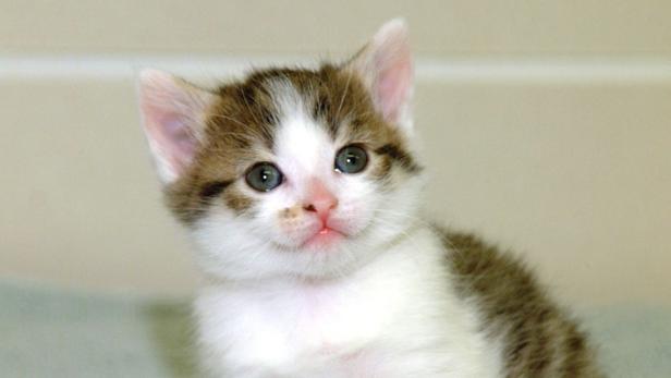 Ein kleines Kätzchen mit blau-grünen Augen schaut in die Kamera.