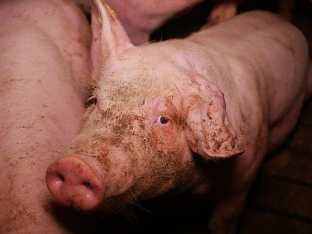 Verdacht der Tierquälerei in steirischem Schweinemastbetrieb