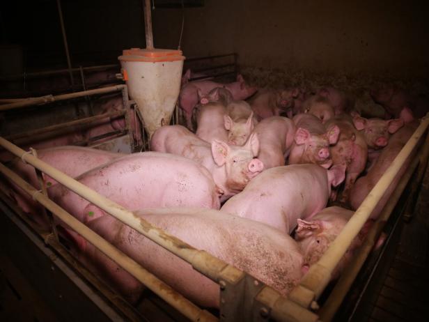 Verdacht der Tierquälerei in steirischem Schweinemastbetrieb