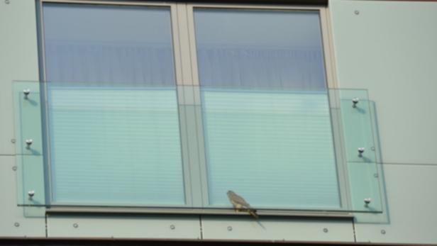 Ein Vogel sitzt auf dem Sims eines Fensters.