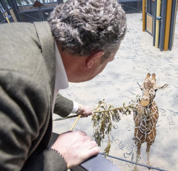 Zoodirektor Schönbrunn: "Das Fatalste wäre, wenn jemand ums Leben käme"