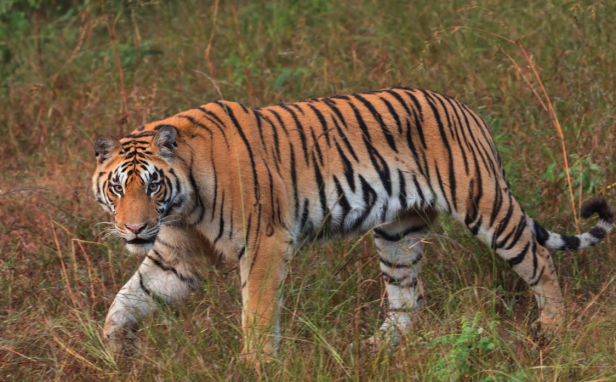 Bengalische Tiger hautnah bei einer Safari erleben.
