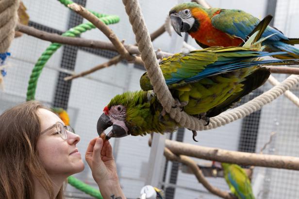 Zu Besuch bei 200 schrägen Vögeln: Warum viele Papageien im Tierheim landen