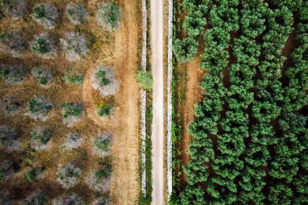 Hohe Preise für Olivenöl nach erneut schlechter Ernte in Europa