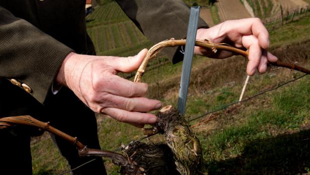 Promi-Winzer wird Gastronom