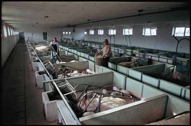 In einem Stall kümmern sich zwei Frauen um Schweine und Ferkel.