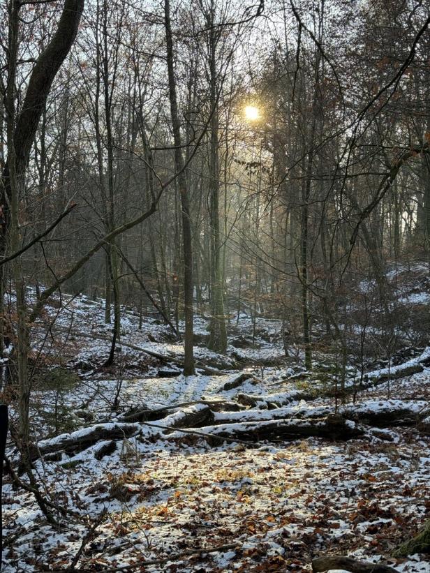 Wald im Winter in Stuttgart, Sonne scheint durch die Bäume, am Boden liegt wenig Schnee