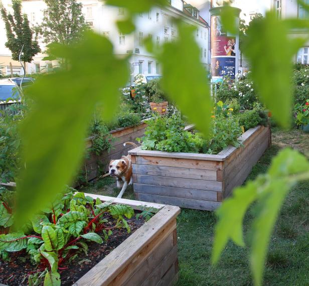 Ein Hund läuft durch einen Gemeinschaftsgarten mit Hochbeeten.