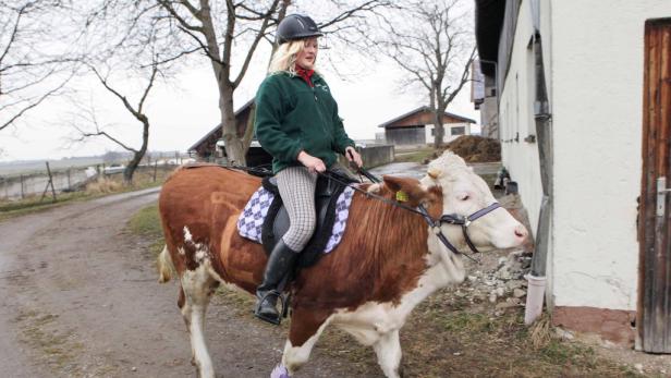 Reitkuh Luna bekam Gefährtin