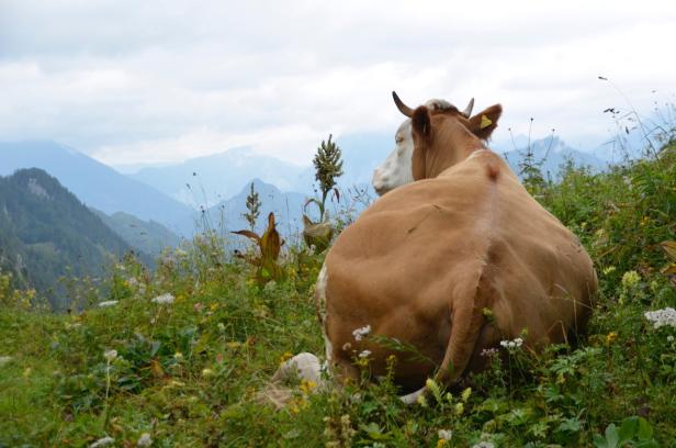 "Lust auf Österreich"-Foto-Challenge powered by CEWE: Das sind die Siegerfotos