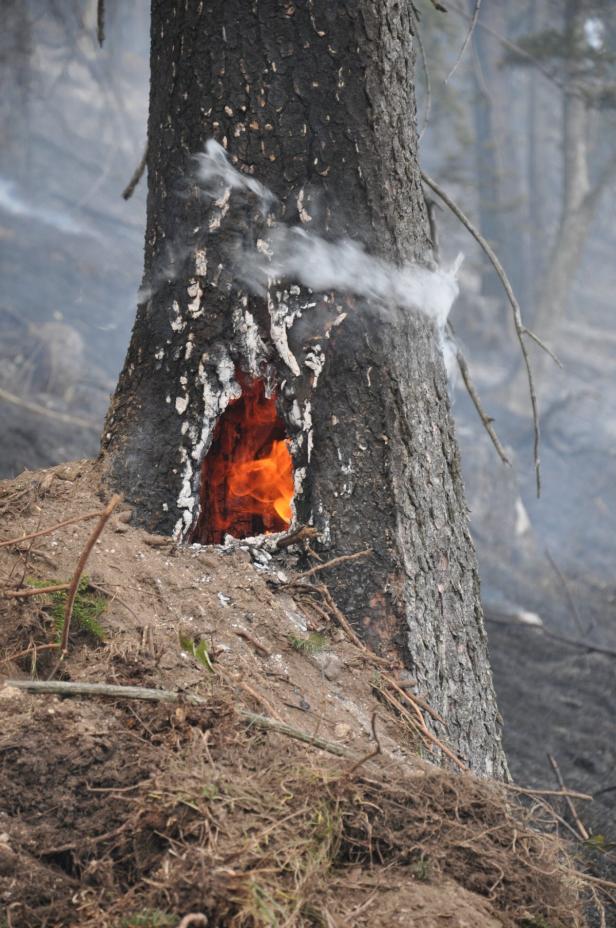 Gefährliche Löscharbeiten bei Waldbrand in NÖ