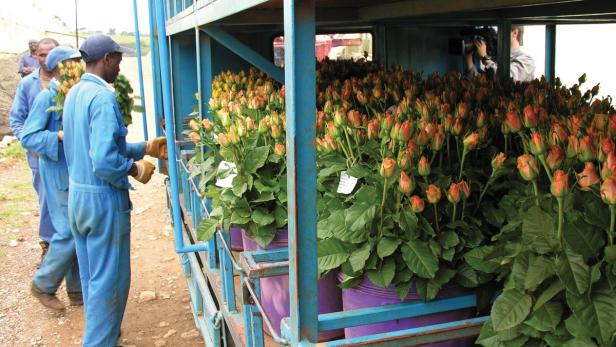 Arbeiter verladen Rosen in einem Lastwagen.