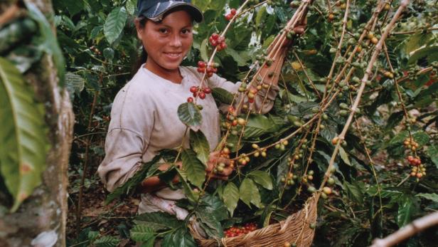 Eine Frau erntet Kaffeebohnen auf einer Plantage.