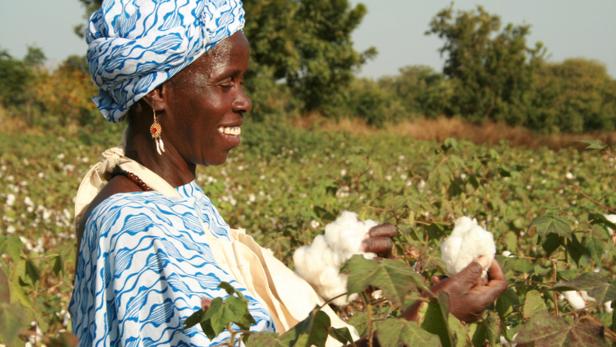Eine afrikanische Frau erntet Baumwolle auf einem Feld.