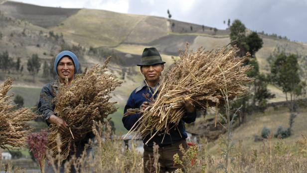 Zwei Männer tragen Bündel von Quinoa-Pflanzen auf einem Feld in den Anden.