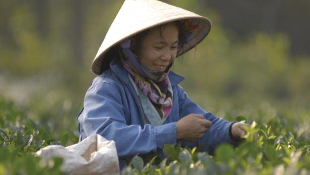 Eine Frau mit einem traditionellen Hut erntet Teeblätter auf einer Teeplantage.