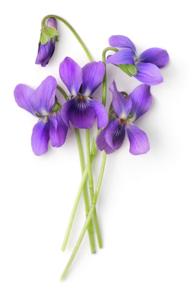 Einige Veilchenblüten liegen auf einem weißen Hintergrund.