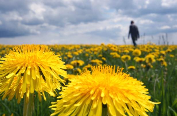 Eine Person geht durch ein Feld voller gelber Löwenzahnblüten.
