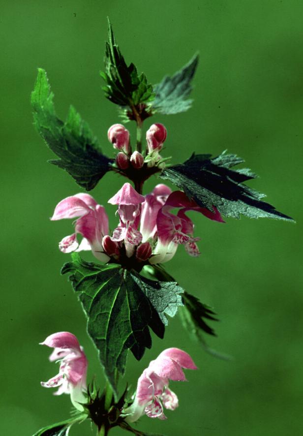 Nahaufnahme einer blühenden Gefleckten Taubnessel mit rosa Blüten.