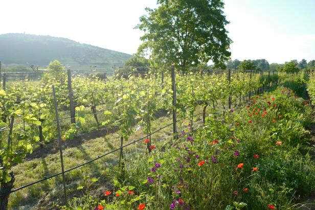 Ein Weinberg mit Mohnblumen und Malven im Gras.