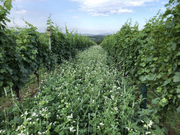 Blick durch einen Weinberg mit blühenden Blumen zwischen den Rebzeilen.