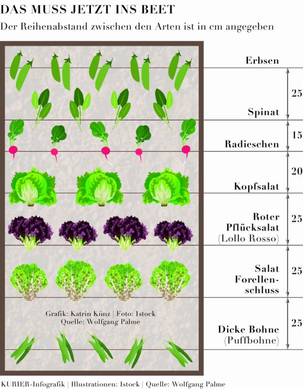 Eine Infografik zeigt die Bepflanzung eines Gemüsebeets mit Erbsen, Spinat, Radieschen, Salat und dicken Bohnen.