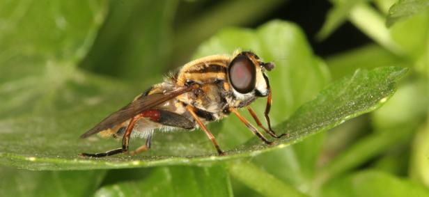 Neues Buch über Insekten: Kleines kann Großes bewirken