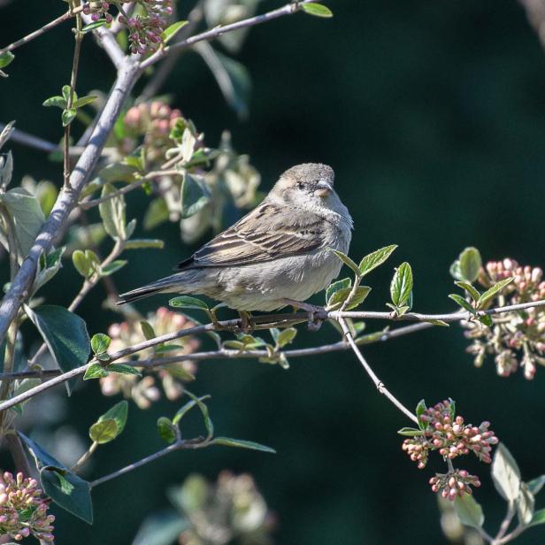 Spatz, Feldsperling, Weibchen