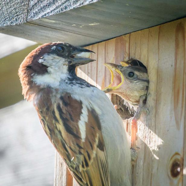 Spatzen im Nistkasten