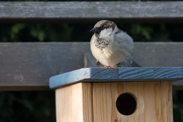 Haussperling in der Paarungszeit