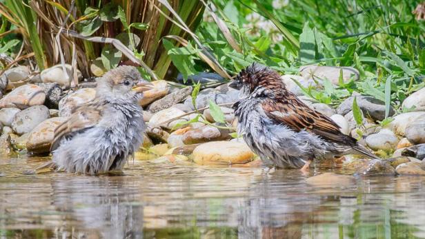 Spatzen im Gartenteich