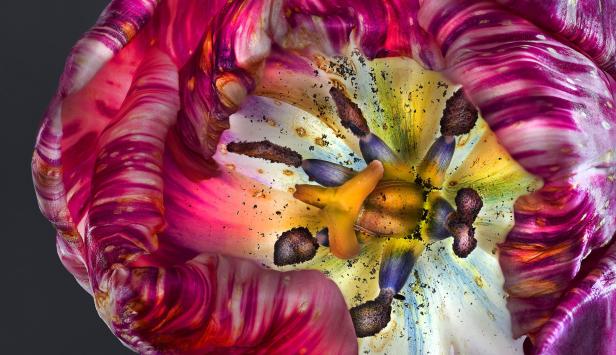 Nahaufnahme einer geöffneten, mehrfarbigen Tulpe.