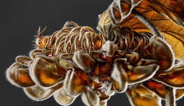 Nahaufnahme einer exotischen, behaarten Blüte mit braunen und weißen Farbtönen.