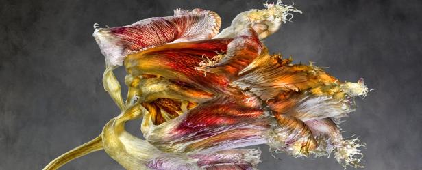 Nahaufnahme einer verwelkten, mehrfarbigen Tulpe vor einem grauen Hintergrund.