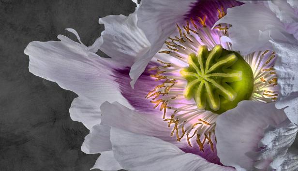 Nahaufnahme einer weißen Mohnblume mit grünem Fruchtknoten und violetten Akzenten.