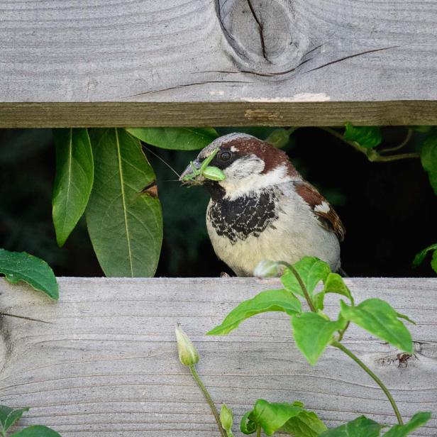 Spatz mit Heuschreck