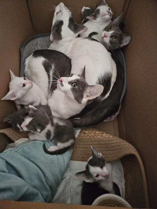 Zehn Katzen in zugeklebter Schachtel vor Tierheim deponiert