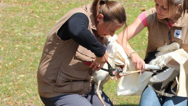 Zwei Frauen versorgen einen Storch mit einer Zange, möglicherweise im Rahmen einer Tierschutzmaßnahme.