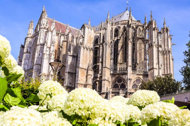 Die Kathedrale von Beauvais, teilweise verdeckt durch weiße Hortensien, unter blauem Himmel.