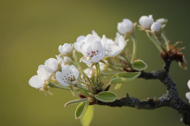 "Die früheste Birnbaumblüte seit Menschengedenken"