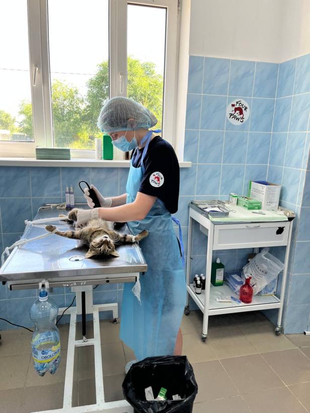 Eine Mitarbeiterin des Projekts Kishka betreut eine Streunerkatze in Mykolaiv, Ukraine