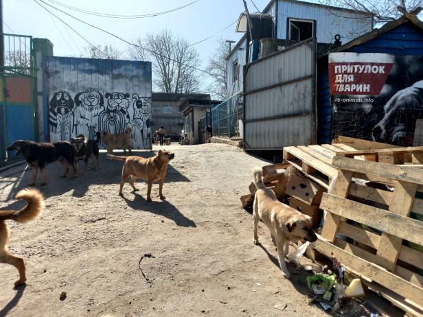 Streunende Hunde in Pyrohovo, Ukraine