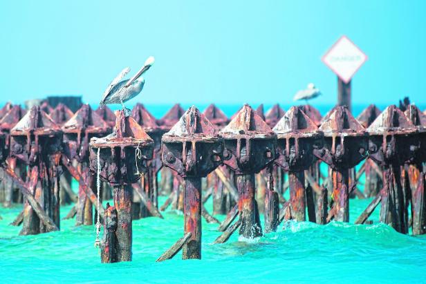Pelikan auf den Stahlträgern einer verlassenen und verfallenen Eisenbahnbrücke im leuchtend türkisen Meer auf den Florida Keys