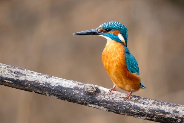 OM-1 Systemkamera Wildtierfotografie