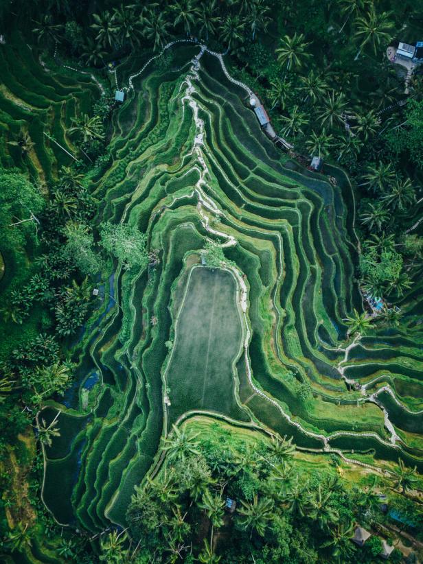 Luftaufnahme von grünen Reisterrassen in einer tropischen Landschaft.