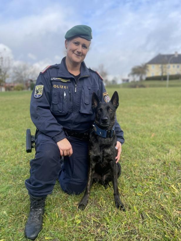 Polizeihunde: Wie man sie trainiert und ob sie trotzdem Schwächen haben