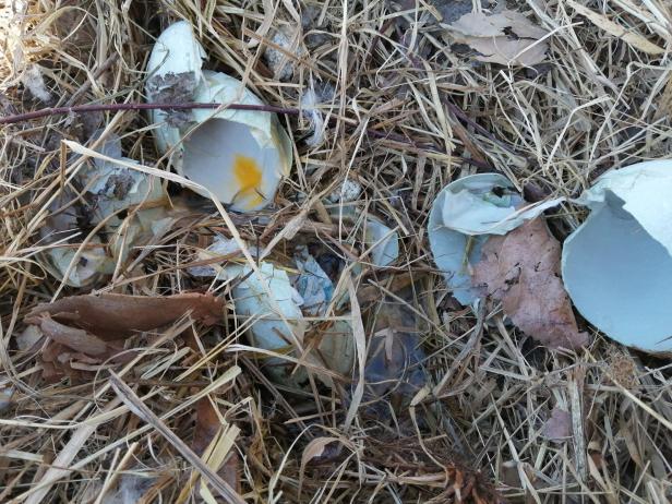 Brütender Schwan an der Donau vermutlich erschlagen, Eier zerstört