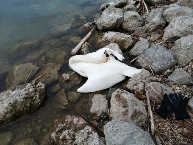 Brütender Schwan an der Donau vermutlich erschlagen, Eier zerstört