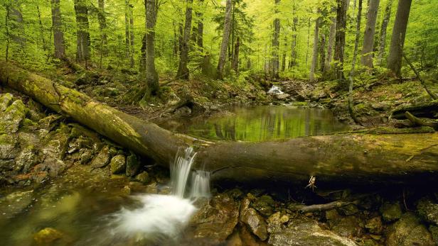 Die wilden Wälder in Europa und Russland