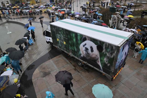 Tausende weinende Südkoreaner verabschiedeten Pandabärin nach China